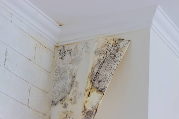 Best Emergency Mold Remediation  in Sycamore, GA